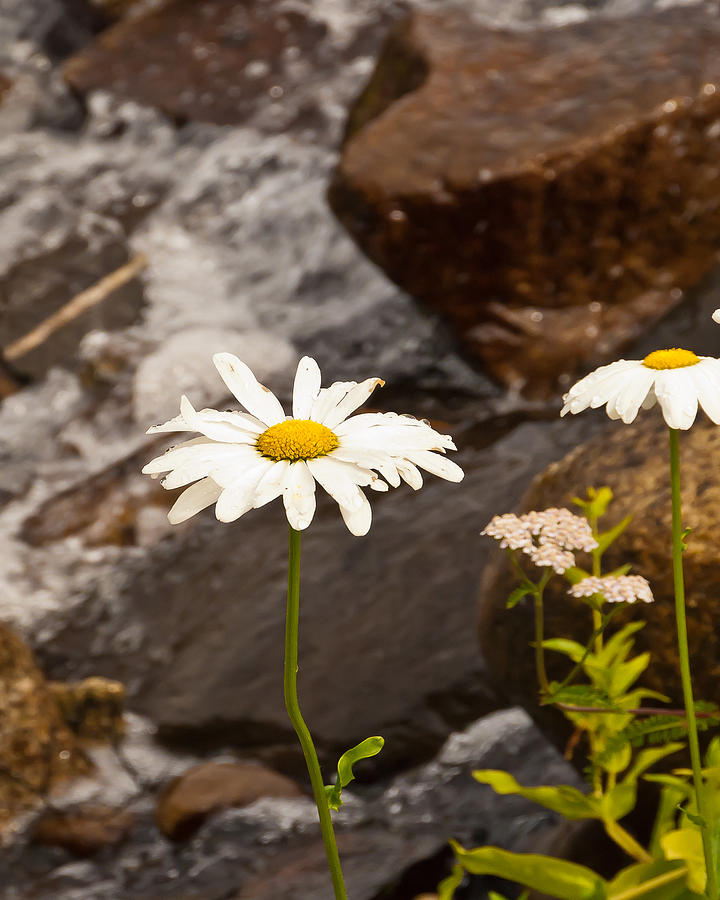 Mountain Flowers Photograph by Oswald George Addison