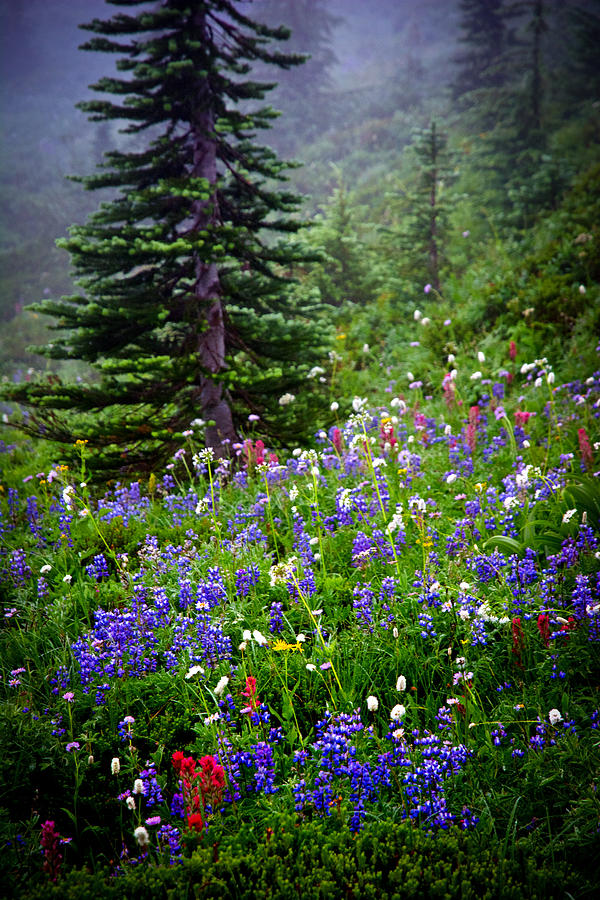 Mountain Flowers Photograph by Randall Branham