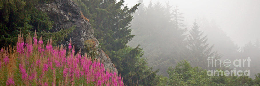 Mountain Fog Photograph by Chuck Flewelling