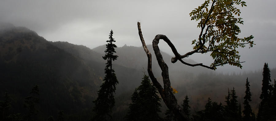 Mountain Fog Photograph by Lynn Wohlers