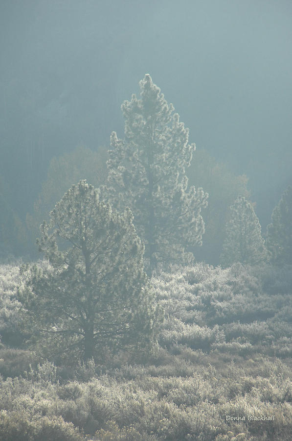 Mountain Frost Photograph by Donna Blackhall