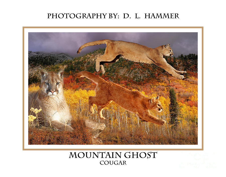 Mountain Ghost Photograph by Dennis Hammer
