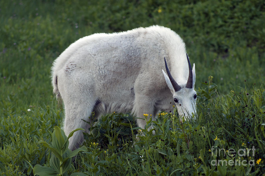 Mountain Goat - Glacier Photograph by Cindy Murphy - NightVisions 