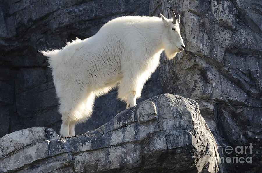 Mountain Goat 1 Photograph by Bob Christopher