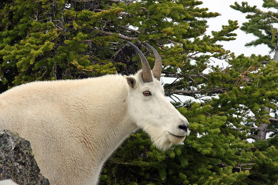 Mountain Goat 2 Photograph by Marie Jamieson