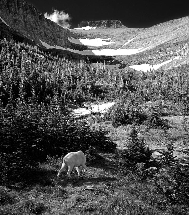 Mountain Goat 7 Photograph by Lee Santa