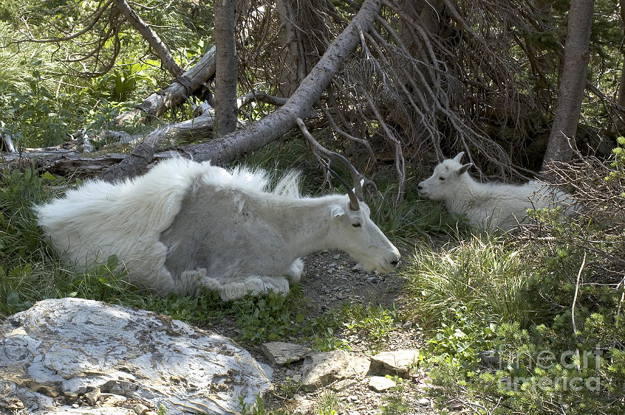 Mountain Goat Adult And Kid Photograph by Gregory G. Dimijian, M.D.
