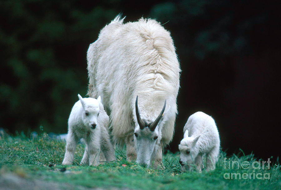 Mountain Goat Adult And Kids Grazing Photograph by Art Wolfe