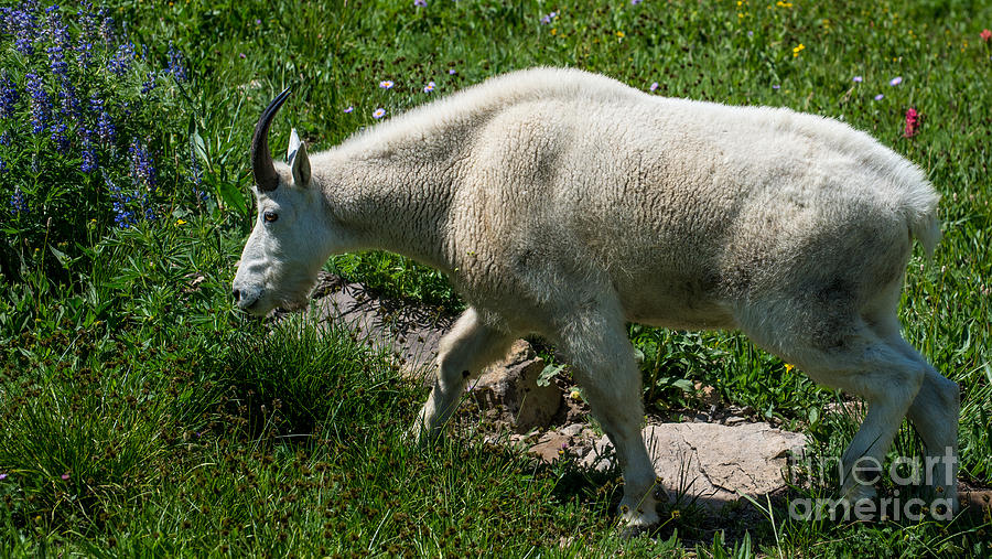 Mountain Goat and Wildflowers Photograph by Gary Whitton