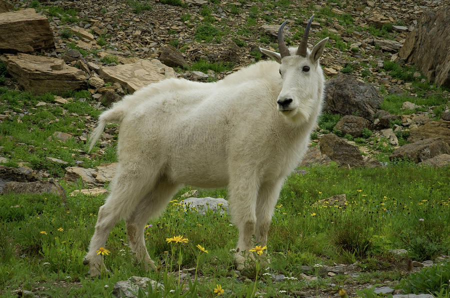 Mountain Goat At Logan Pass Photograph by Animal Images - Fine Art America