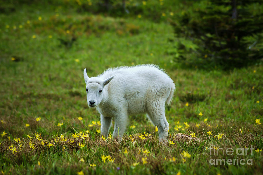 Mountain Goat Baby Photograph by Jim McCain