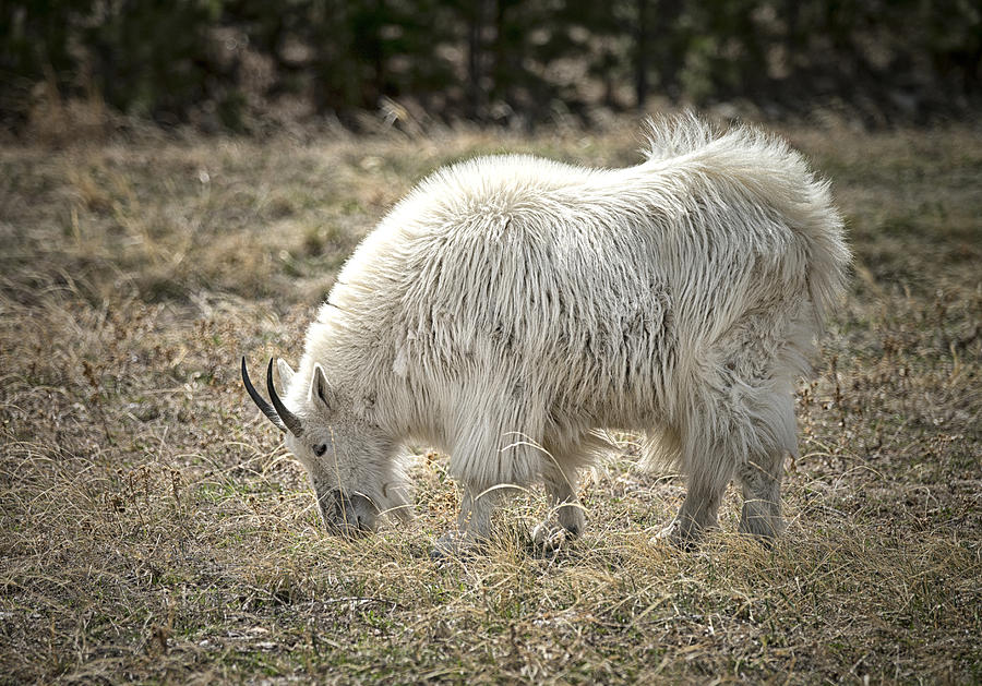 Mountain Goat Photograph by Betty Depee