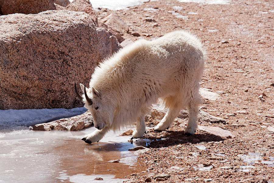Mountain Goat Breaking Ice on Mount Evans Photograph by Fred Stearns