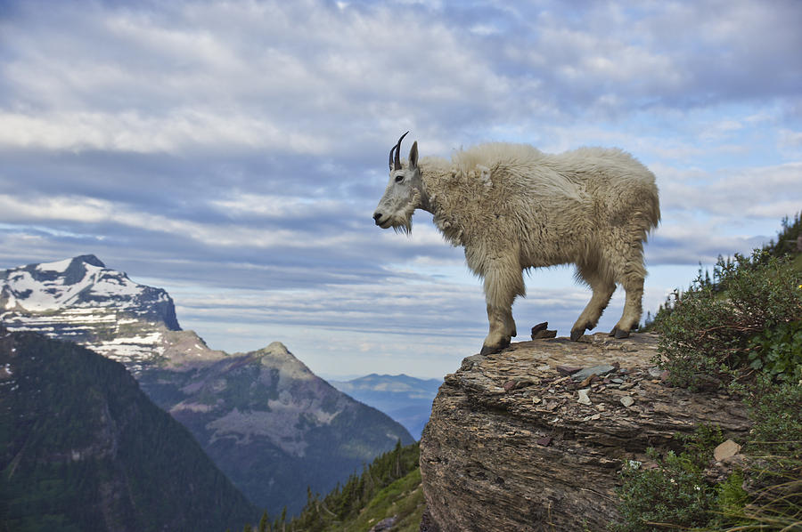 Mountain Goat Photograph by Brian Kamprath
