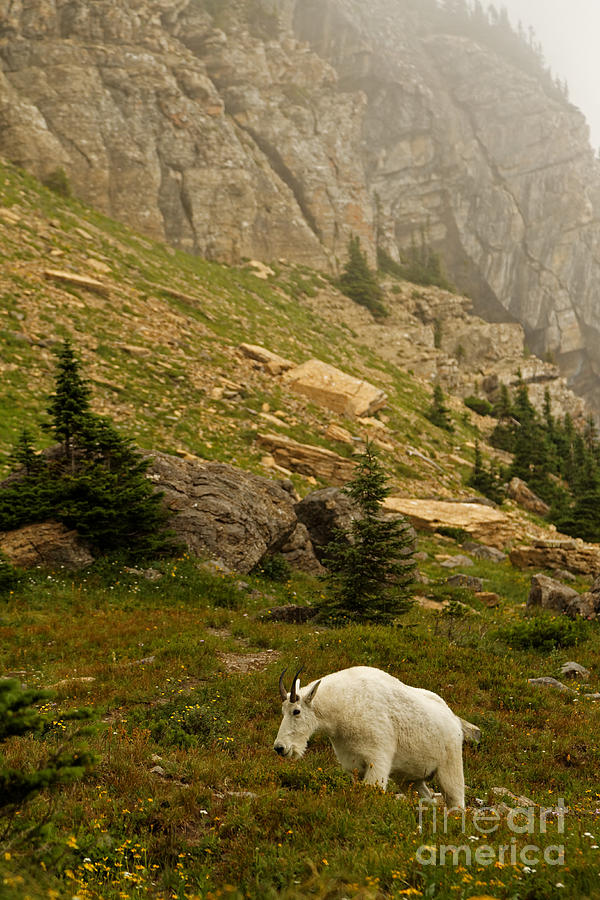 Mountain Goat Climbing to the Clouds Photograph by Natural Focal Point Photography