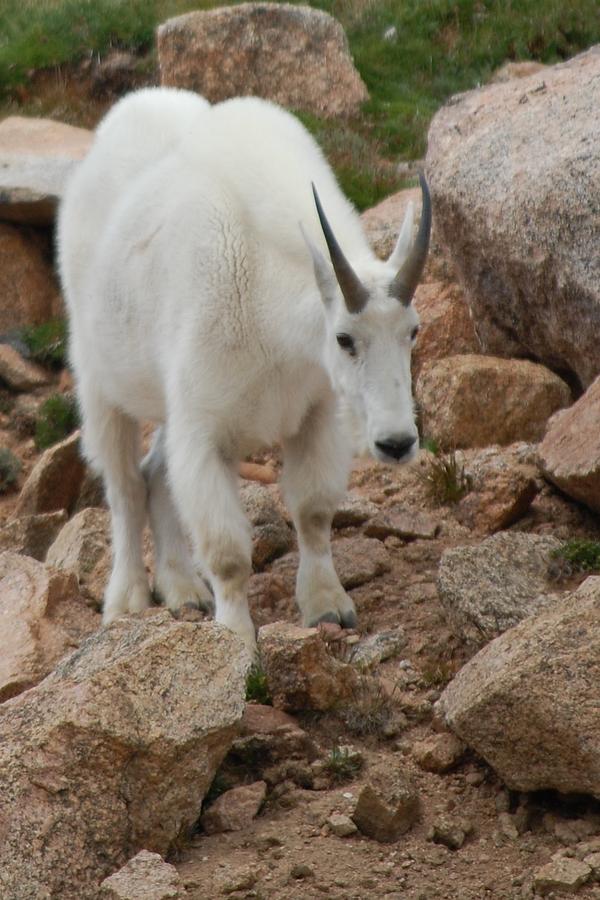 Mountain Goat Colorado Photograph By Barbara Wilson Fine Art America   Mountain Goat Colorado Barbara Wilson 