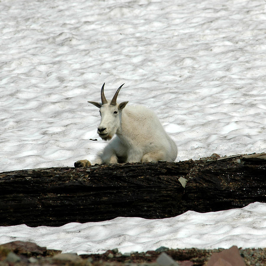 Mountain Goat Photograph by David Armstrong