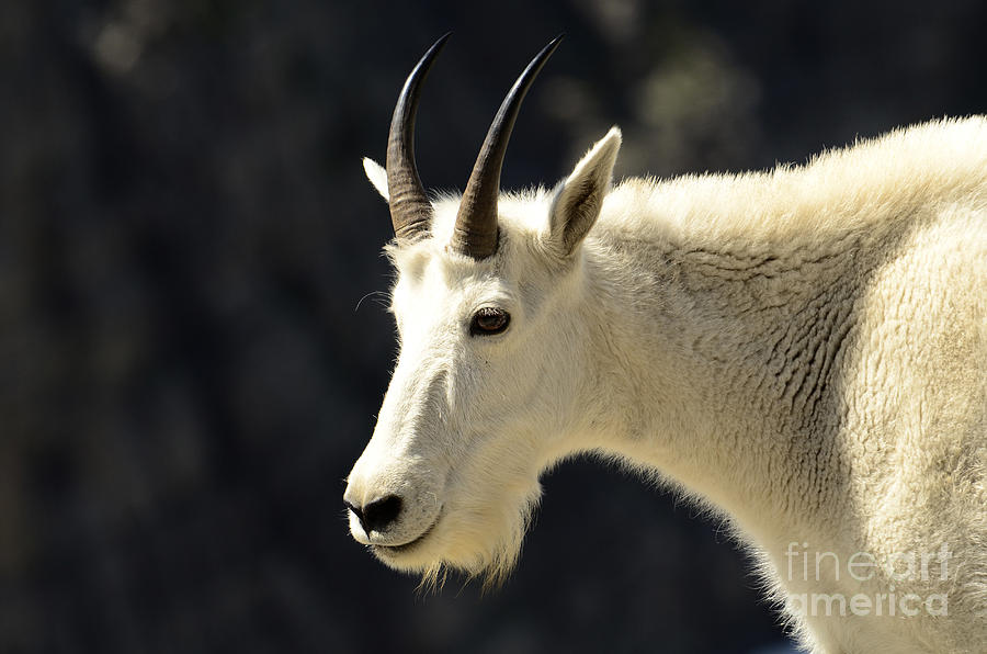 Mountain Goat Photograph by Deby Dixon