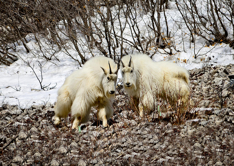 Mountain Goat Duo Photograph by Greg Norrell