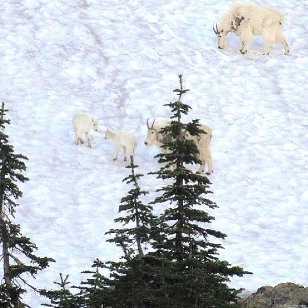 Mountain Photograph - Mountain Goat Family In Glacier by David John Weihs