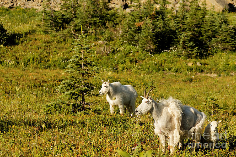 Nature Photograph - Mountain Goat Family by Natural Focal Point Photography