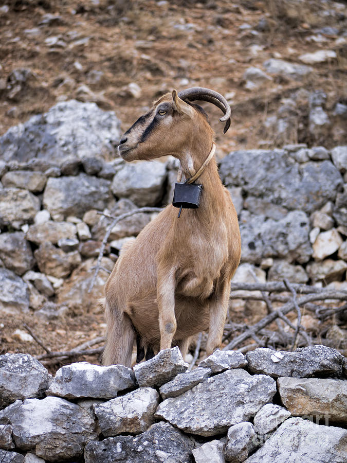 Greek Photograph - Mountain Goat by Gillian Singleton