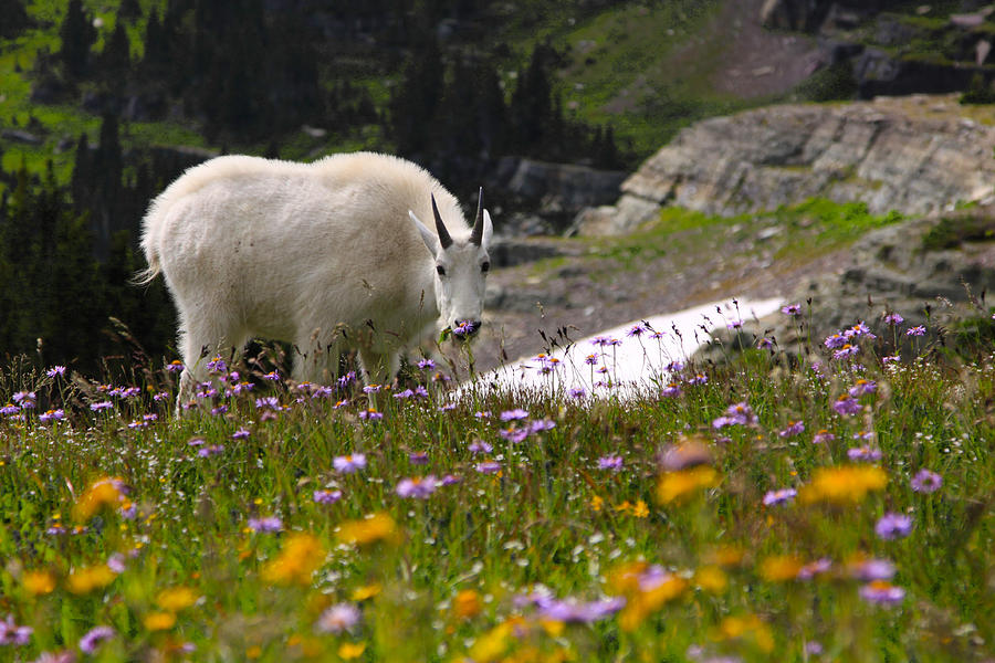 Mountain Goat in Glacier Photograph by Shari Jardina