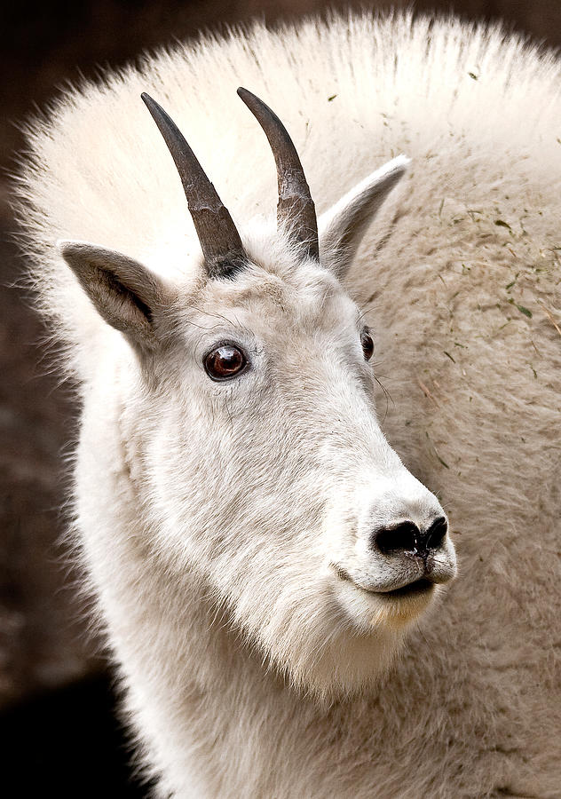 Animal Photograph - Mountain Goat by Jean Noren