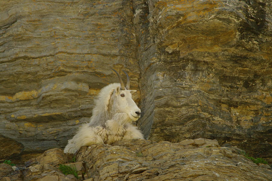 Mountain Goat Photograph