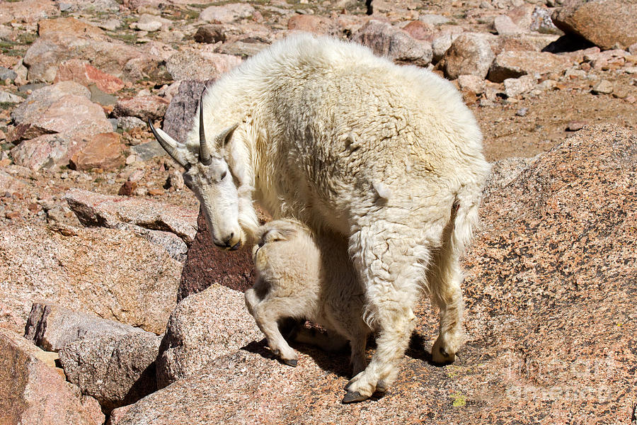 Mountain Goat Kid at Lunch Time on Mount Evans Photograph by Fred Stearns