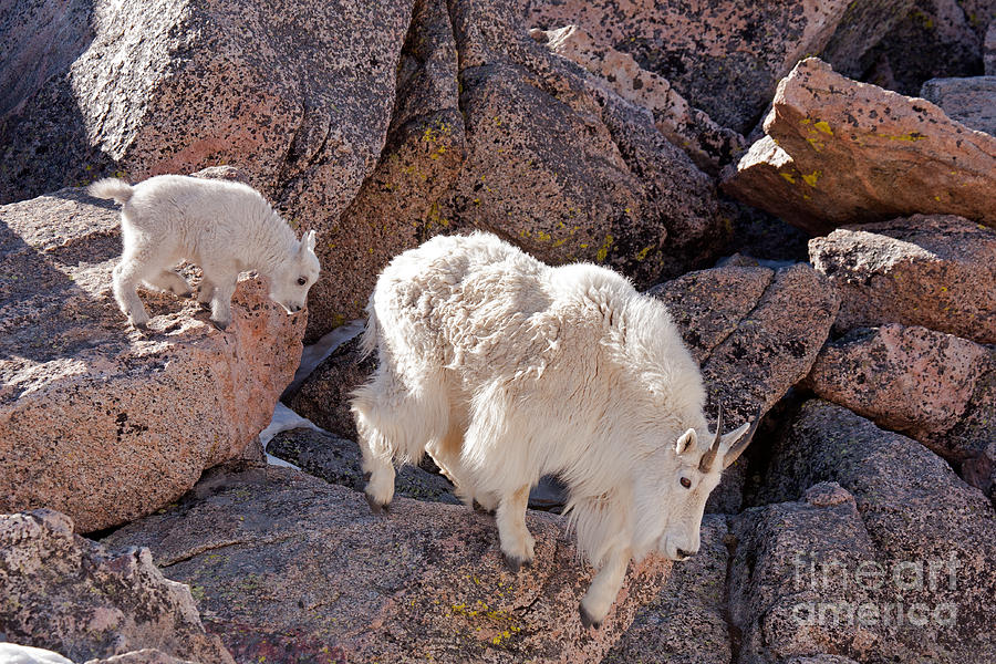 Mountain Goat Kid following Nanny on Mount Evans Photograph by Fred Stearns