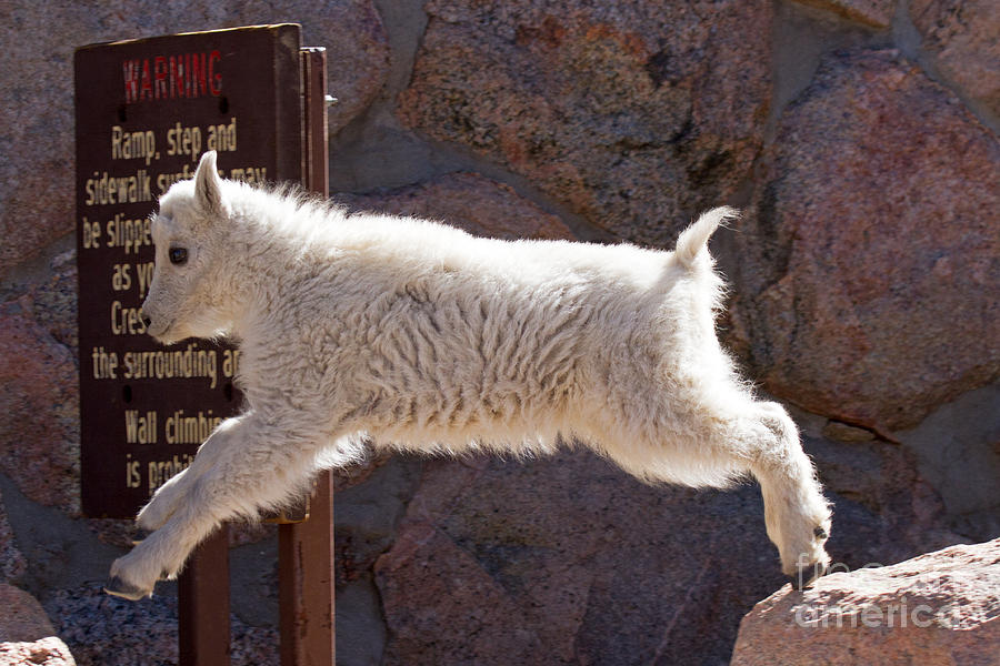 Mountain Goat Kid Jumping on Mount Evans Photograph by Fred Stearns