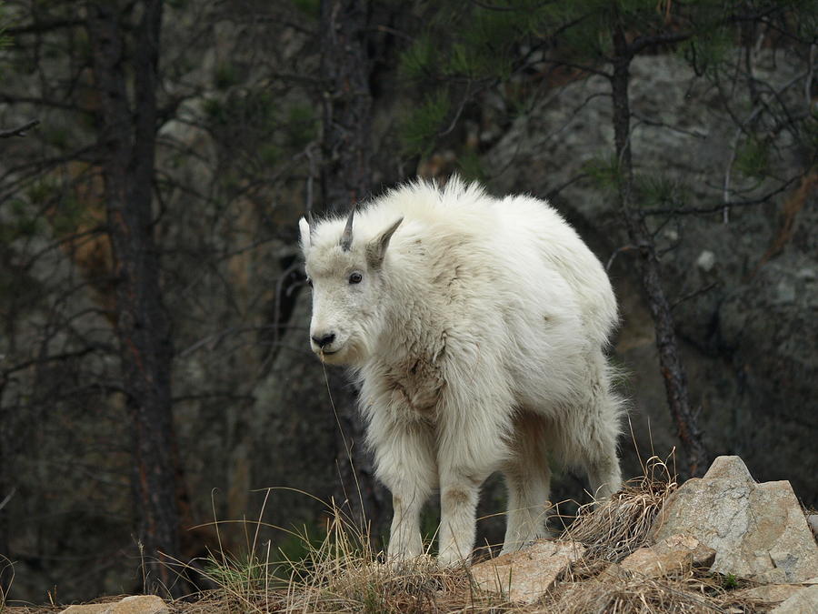 Mountain Goat kid Photograph by James Peterson