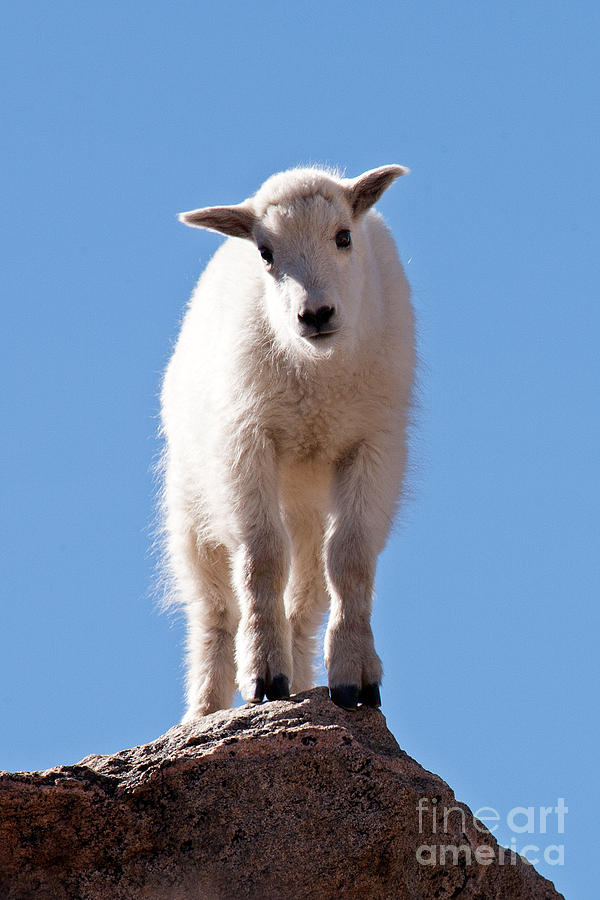 Mountain Goat Kid on Mount Evans Photograph by Fred Stearns