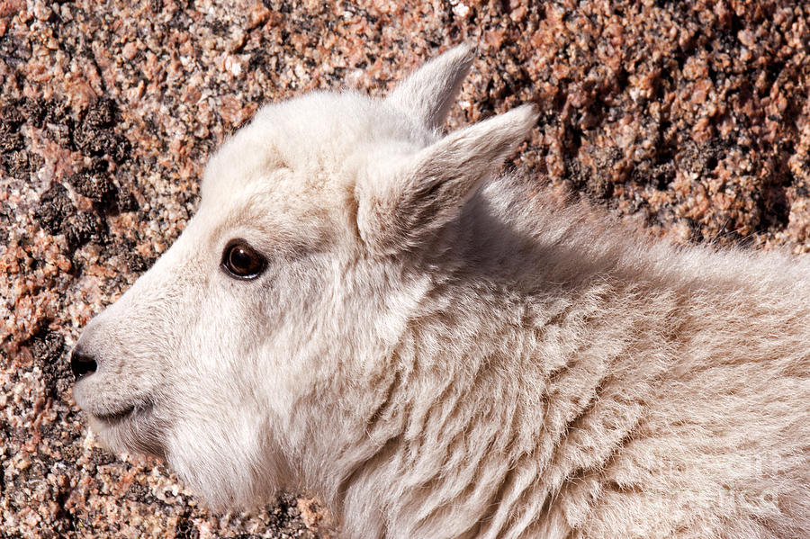 Mountain Goat Kid Portrait on Mount Evans Photograph by Fred Stearns