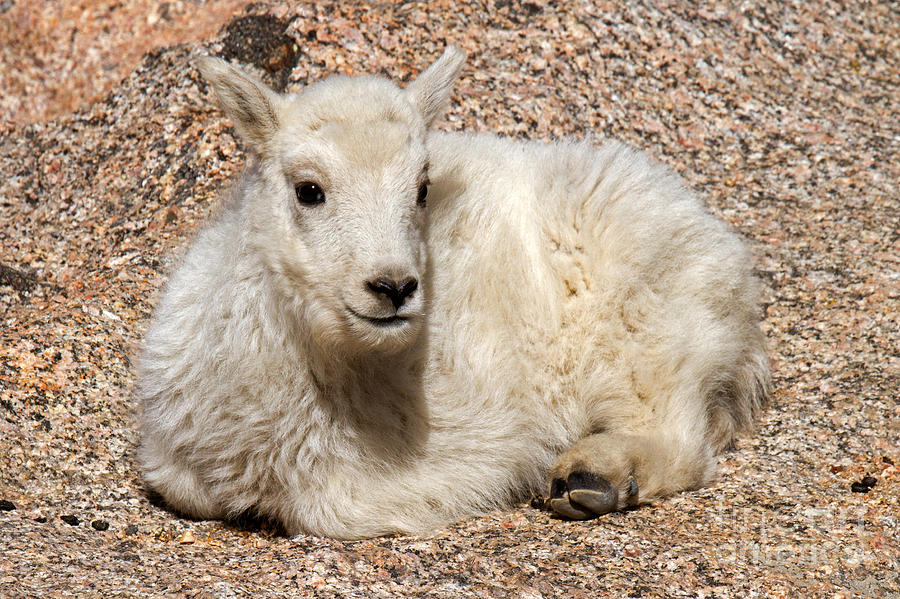 Mountain Goat Kid Relaxing on Mount Evans Photograph by Fred Stearns