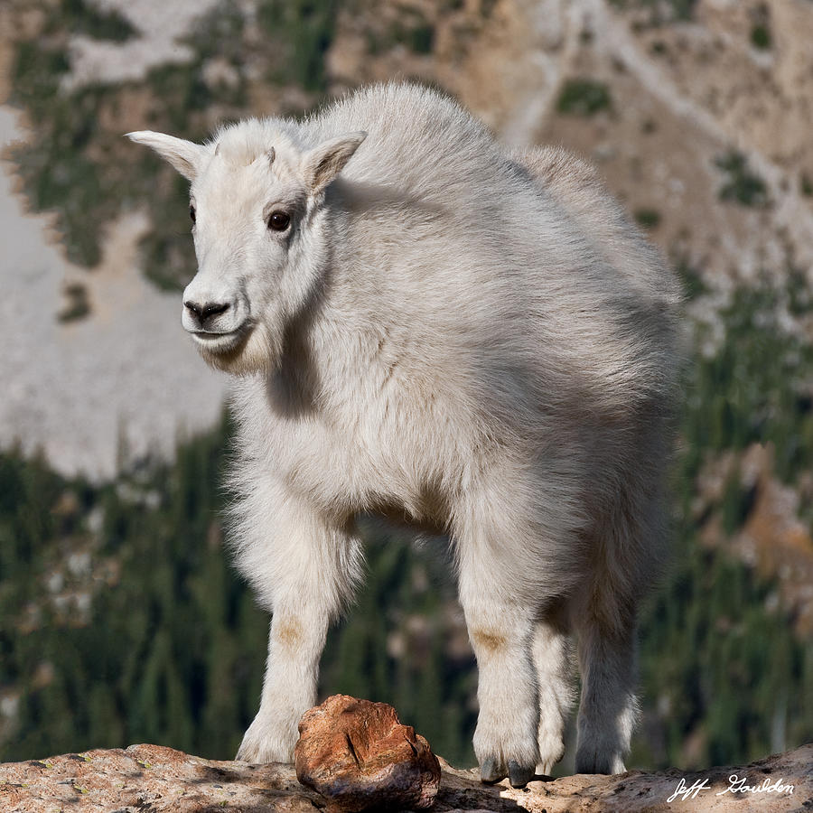 Mountain Goat Kid Standing on a Boulder Photograph by Jeff Goulden