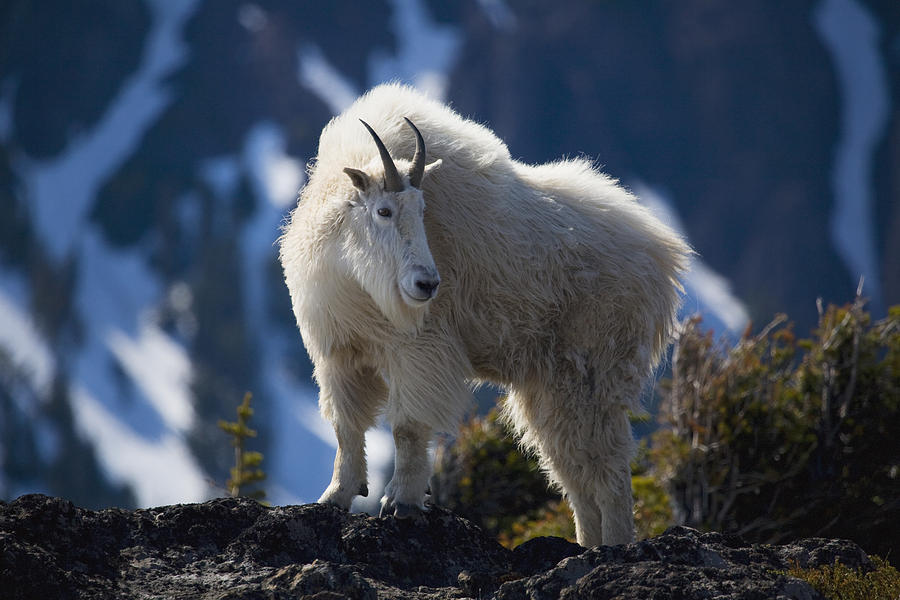 Mountain Goat Looking Left In Winter Photograph By John Mahan