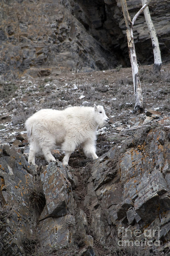 Mountain Goat Photograph by Mark Newman