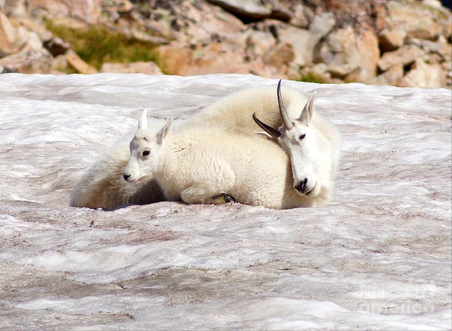 Nature Photograph - Mountain Goat Mother and baby by Daniel Dodd