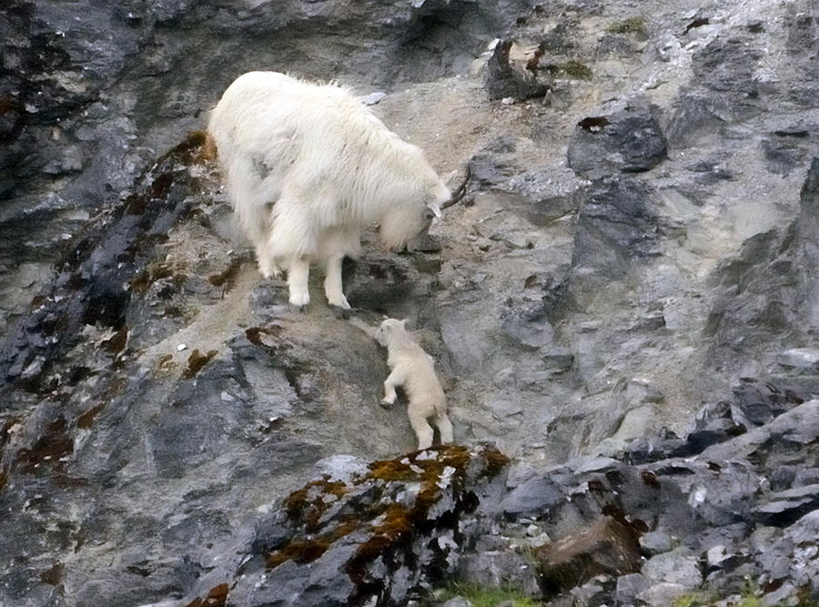 Mountain Goat Mother Encouraging the Kid Photograph by Tom Wurl