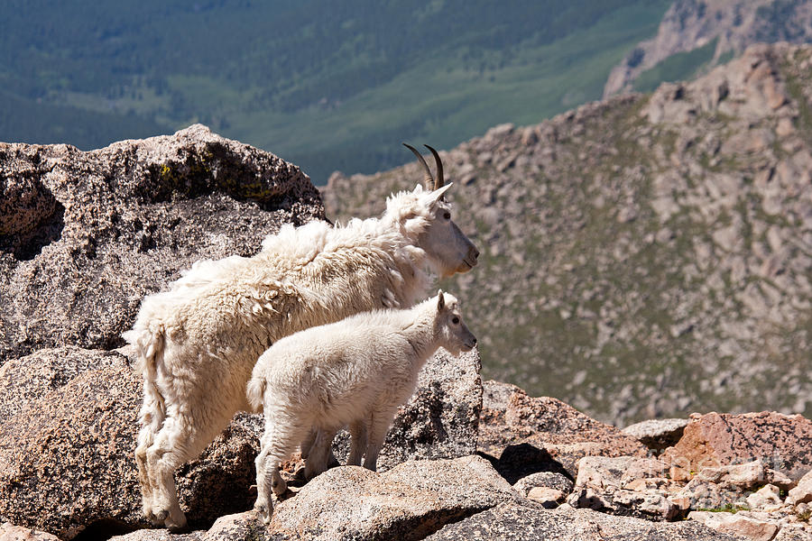 Mountain Goat Nanny and Kid Enloying the View on Mount Evans Photograph by Fred Stearns