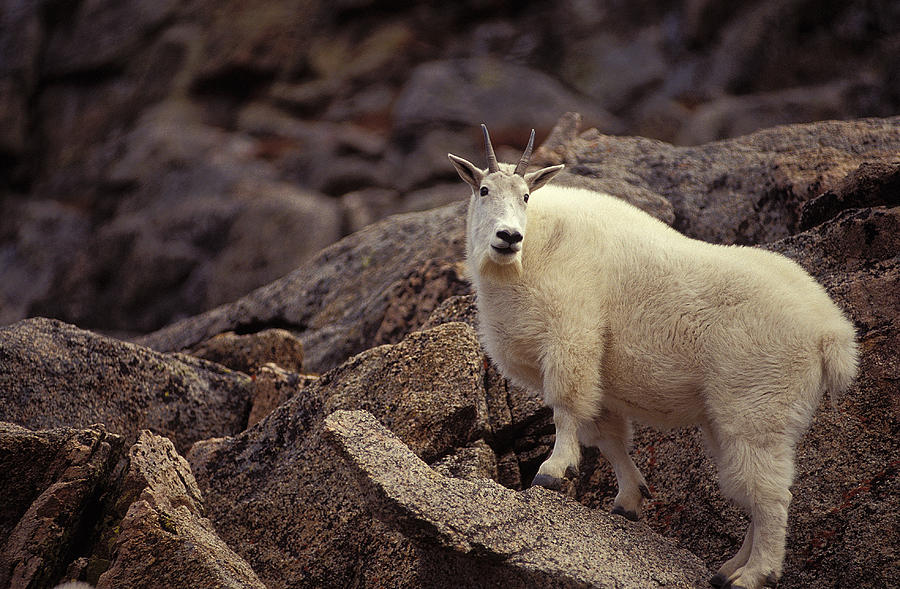 Mountain Goat Nanny Photograph by Richard J. Green