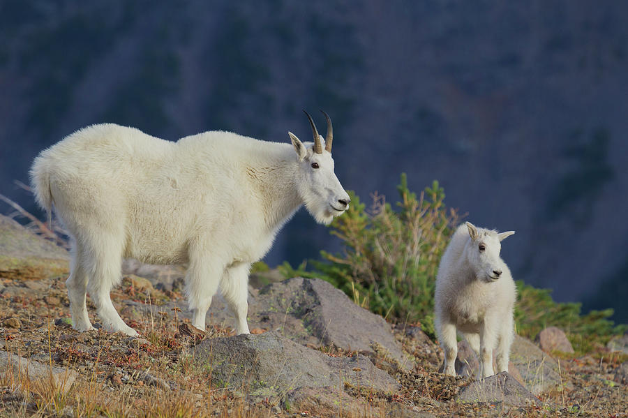 Mountain Goat, Nanny With Kid Photograph by Ken Archer - Fine Art America