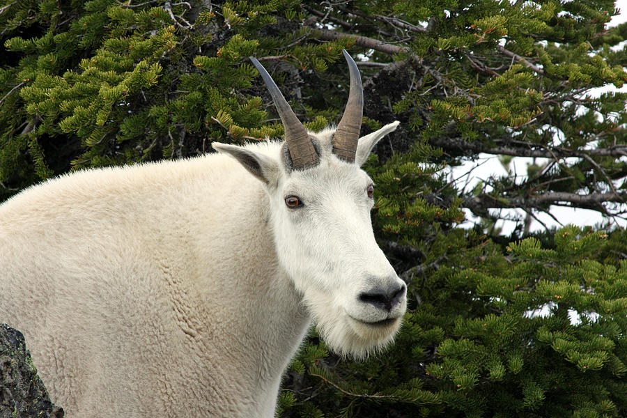 Mountain Goat on Hurricane Hill Photograph by Marie Jamieson
