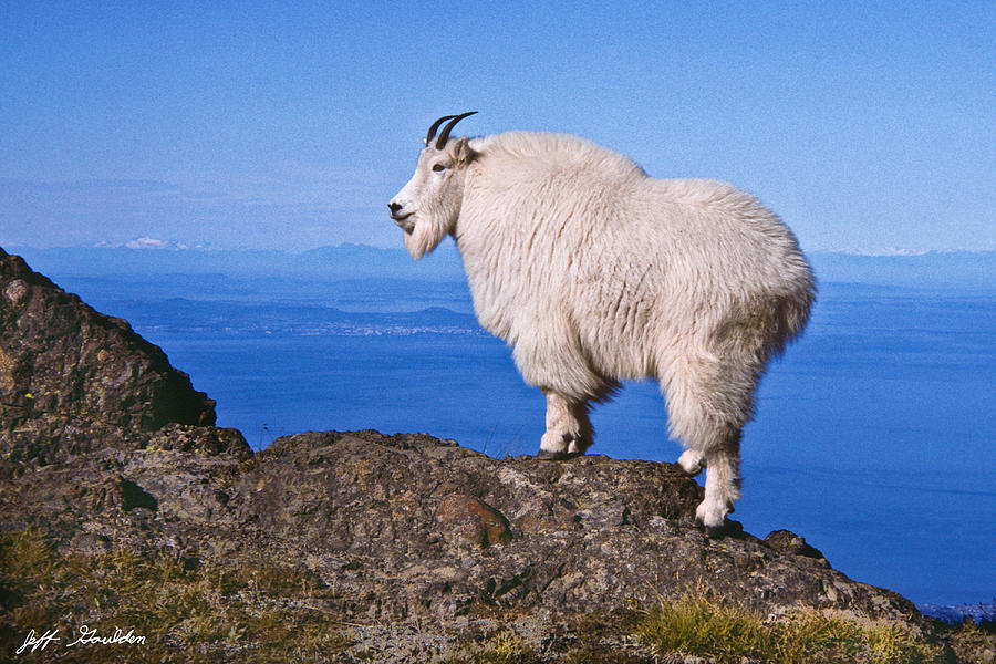 Mountain Goat on Klahane Ridge Photograph by Jeff Goulden