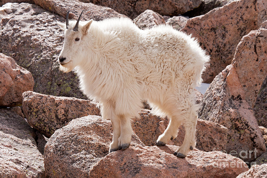 Mountain Goat on Mount Evans Photograph by Fred Stearns