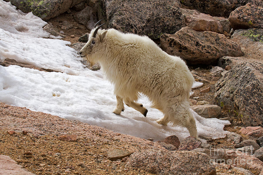 Mountain Goat on Snowfield on Mount Evans Photograph by Fred Stearns