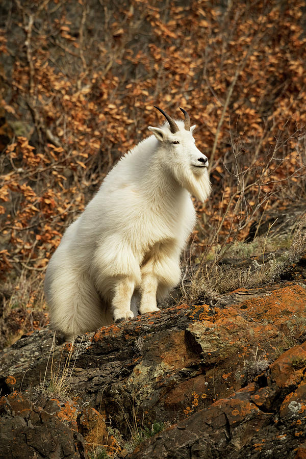 Mountain Goat Oreamnos Americanus Photograph by Doug Lindstrand - Fine ...