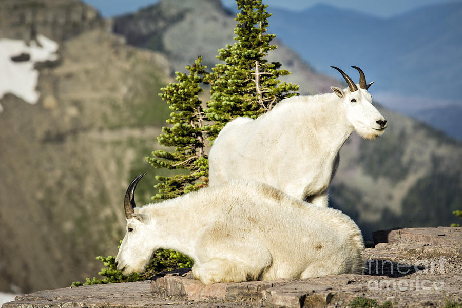 Mountain Goat Pair Photograph by Timothy Hacker